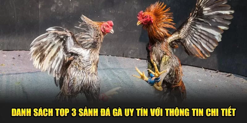 Danh sách top 3 sảnh đá gà uy tín với thông tin chi tiết.