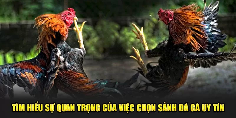 Tìm hiểu sự quan trọng của việc chọn sảnh đá gà uy tín.