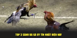 Top 3 sảnh đá gà uy tín nhất hiện nay