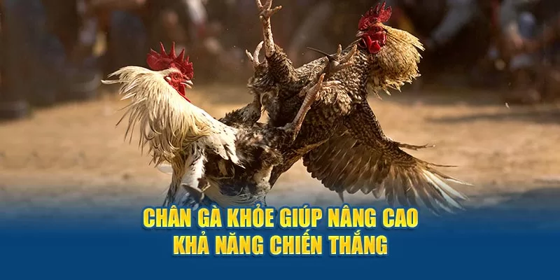 Chân gà khỏe giúp nâng cao khả năng chiến thắng.